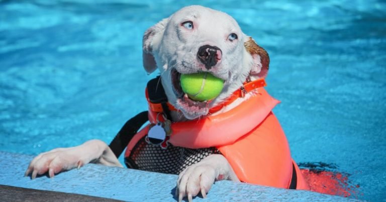 img-swimming-pool-safety-dogs-og